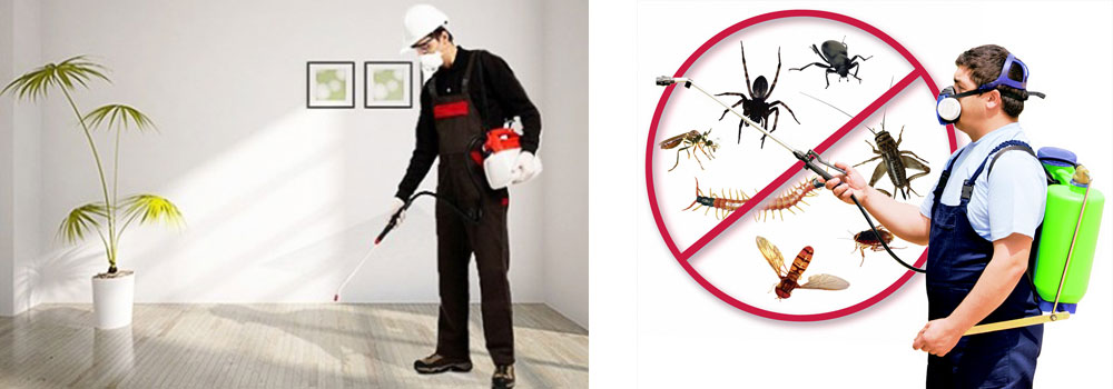 أهم الإجراءات التي تساعدك على التخلص من النمل